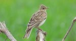 Skowronek zwyczajny, skowronek, skowronek polny, rolak (Alauda arvensis)
