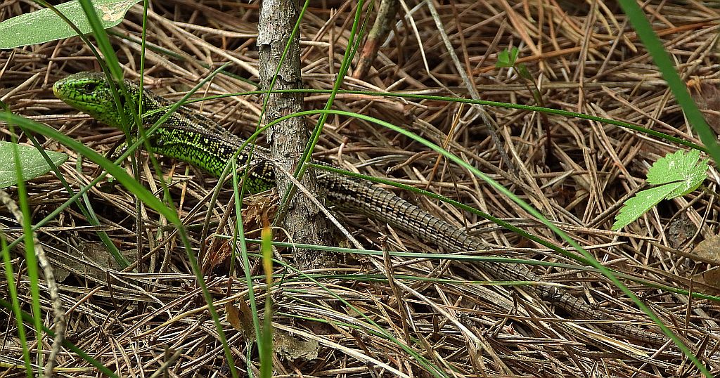 Jaszczurka zwinka (Lacerta agilis)