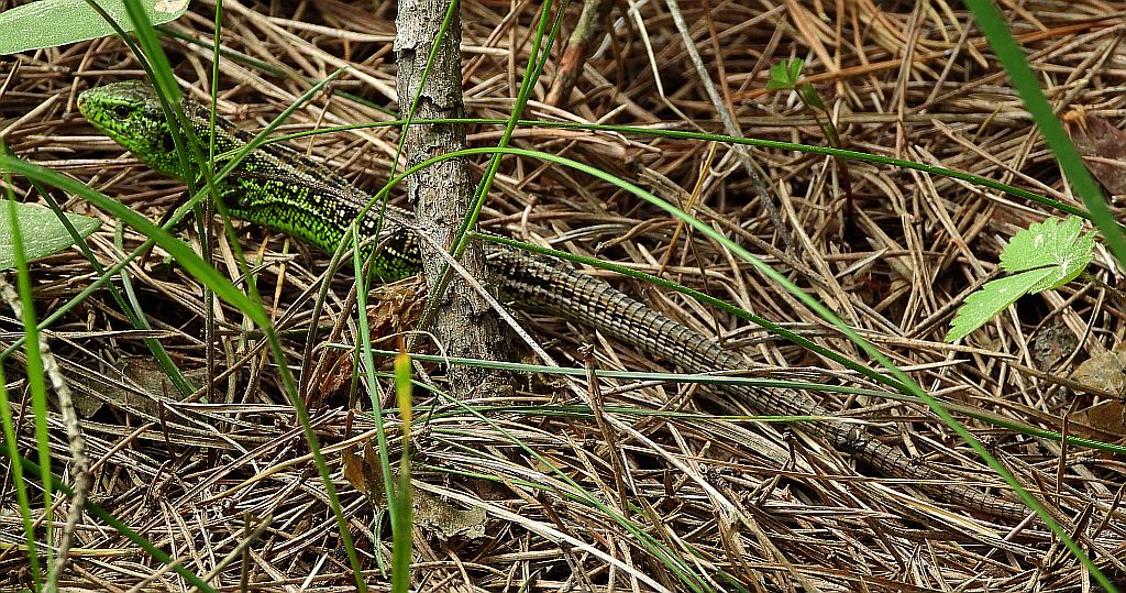 Jaszczurka zwinka (Lacerta agilis)