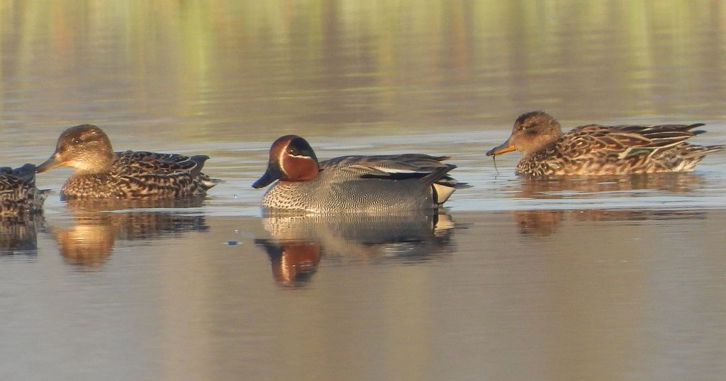 Cyraneczka zwyczajna, cyraneczka (Anas crecca)