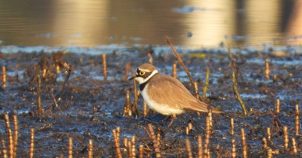 Sieweczka obrożna, lądowiec (Charadrius hiaticula)