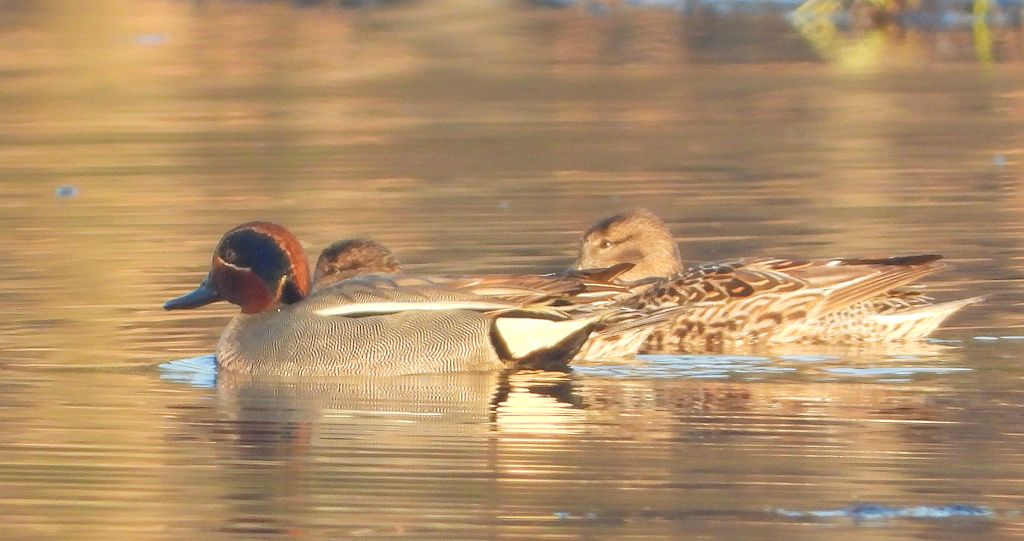 Cyraneczka zwyczajna, cyraneczka (Anas crecca)