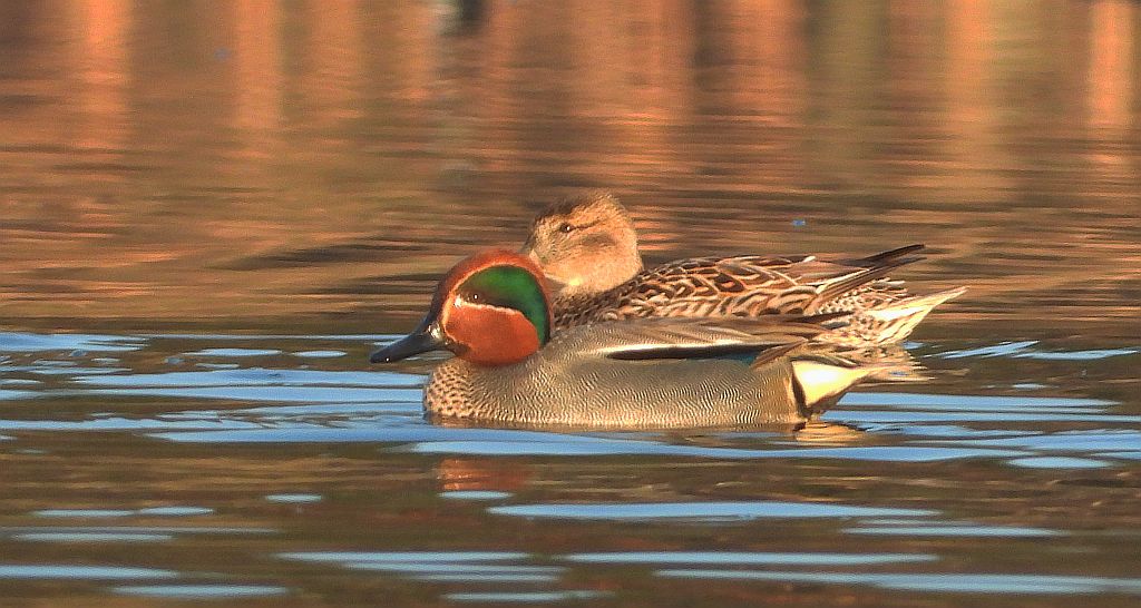 Cyraneczka zwyczajna, cyraneczka (Anas crecca)