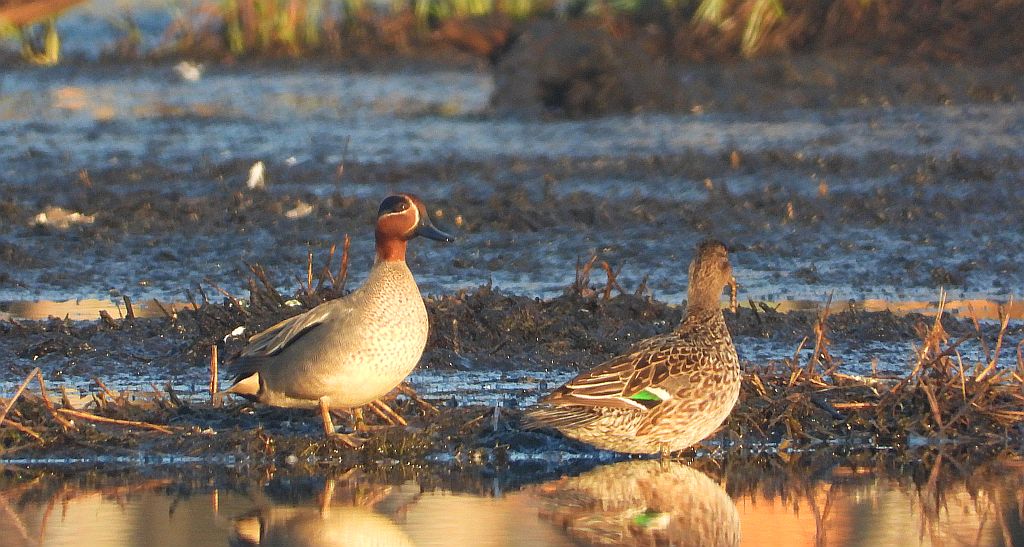 Cyraneczka zwyczajna, cyraneczka (Anas crecca)