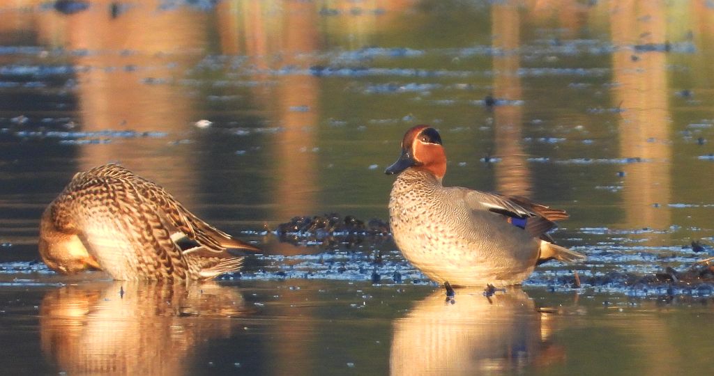 Cyraneczka zwyczajna, cyraneczka (Anas crecca)