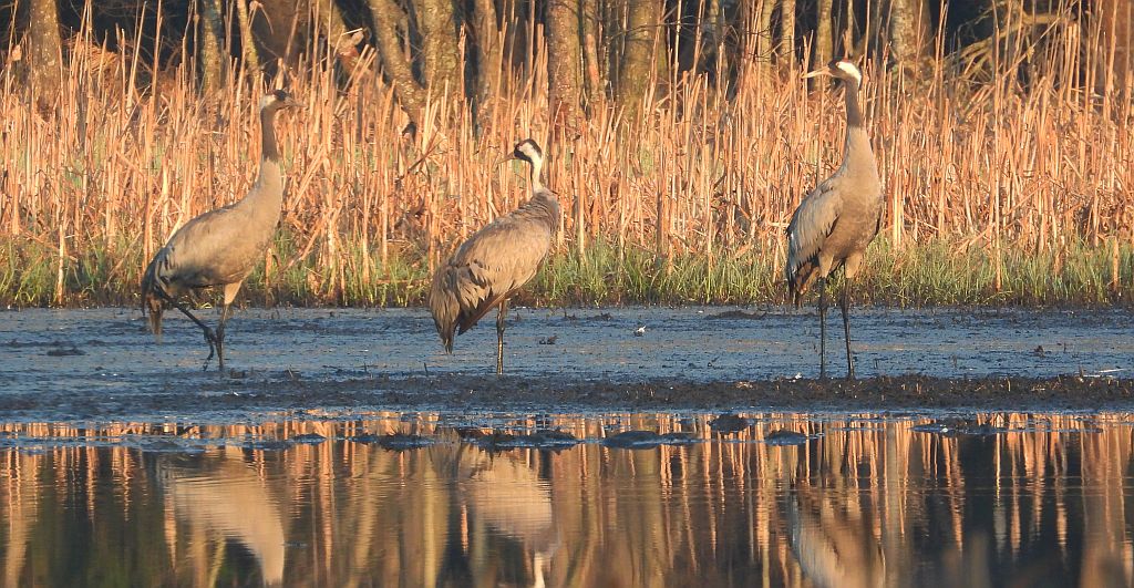 Żuraw zwyczajny, żuraw, żuraw popielaty, żuraw szary (Grus grus)