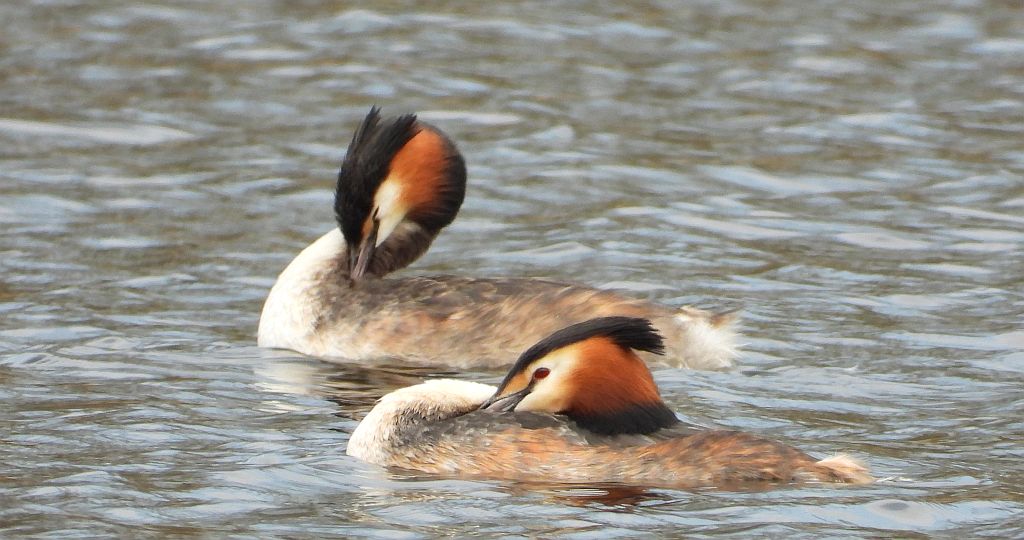 Perkoz dwuczuby (Podiceps cristatus)