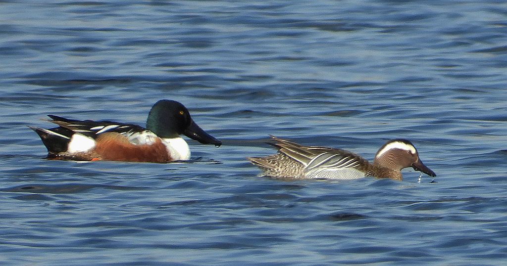 Cyranka zwyczajna, cyranka (Spatula querquedula) i płaskonos zwyczajny, płaskonos (Spatula clypeata)