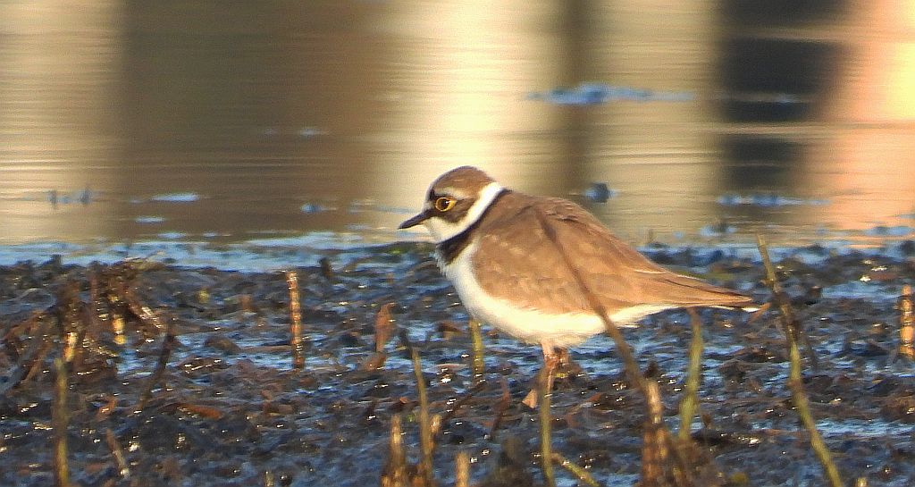 Sieweczka obrożna, lądowiec (Charadrius hiaticula)