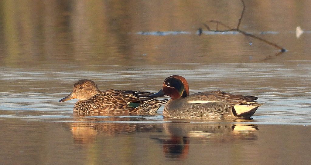 Cyraneczka zwyczajna, cyraneczka (Anas crecca)