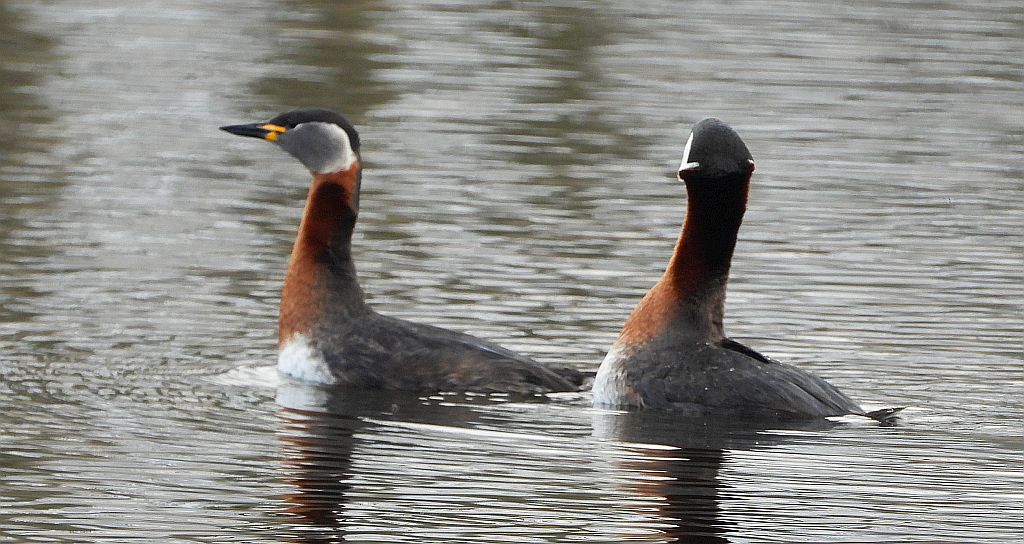 Perkoz rdzawoszyi (Podiceps grisegena)