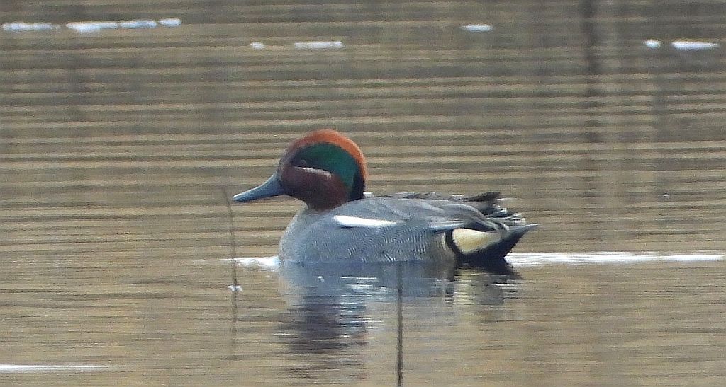 Cyraneczka zwyczajna, cyraneczka (Anas crecca)