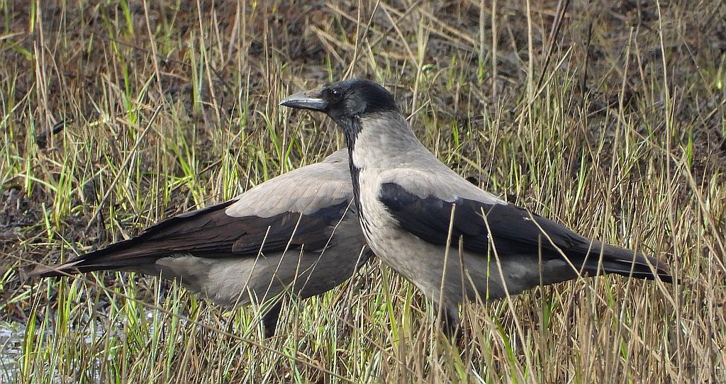 Wrona siwa, wrona (Corvus corone)