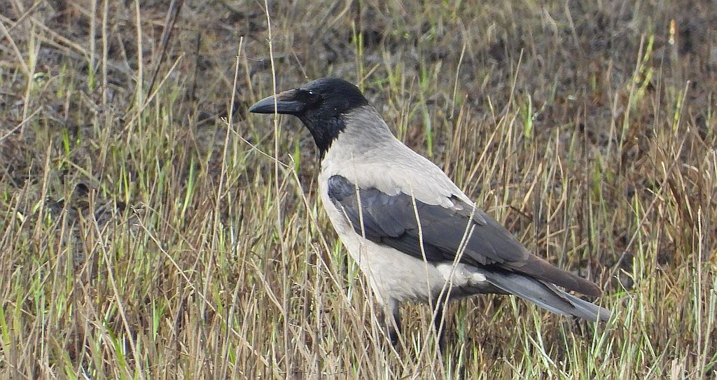 Wrona siwa, wrona (Corvus corone)
