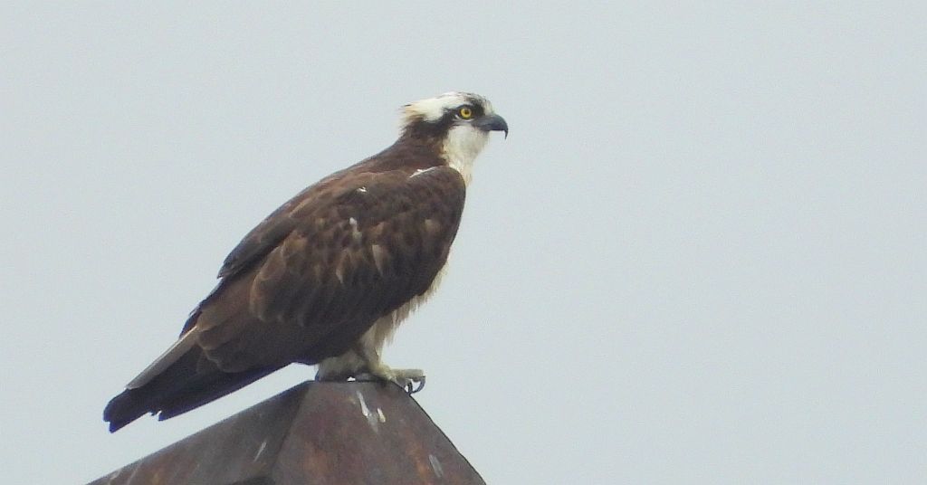 Rybołów (Pandion haliaetus)