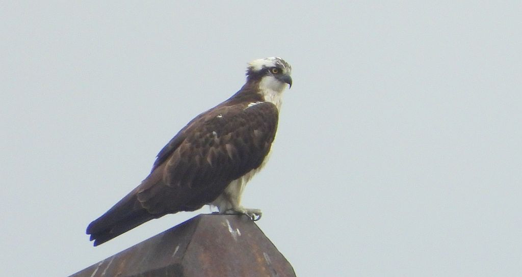 Rybołów (Pandion haliaetus)