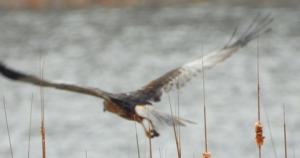 Błotniak stawowy (Circus aeruginosus)