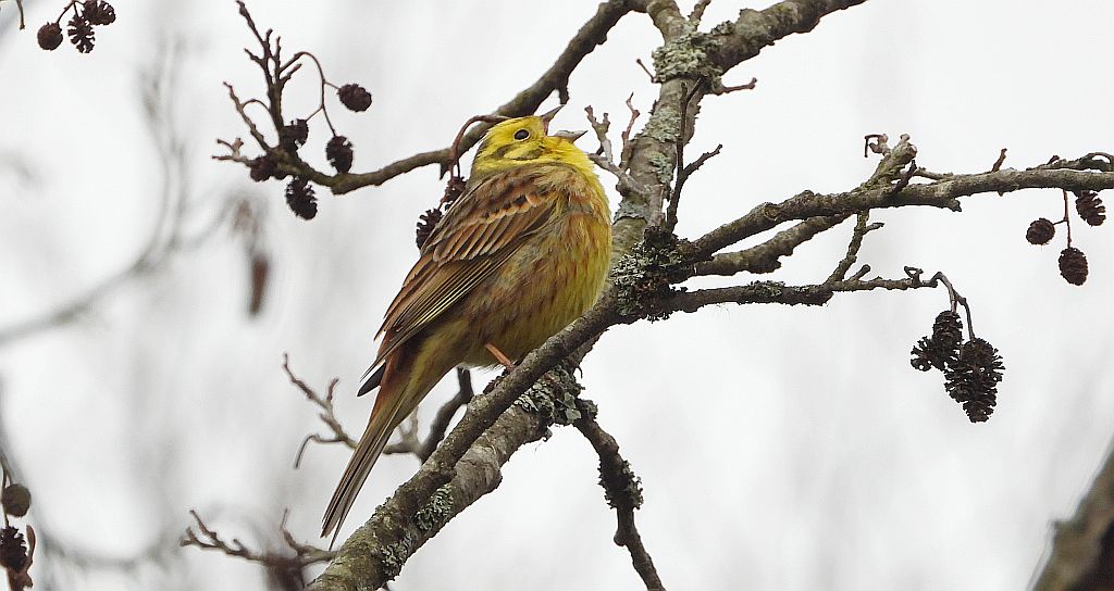 Trznadel zwyczajny, trznadel, trznadel żółtobrzuch (Emberiza citrinella)