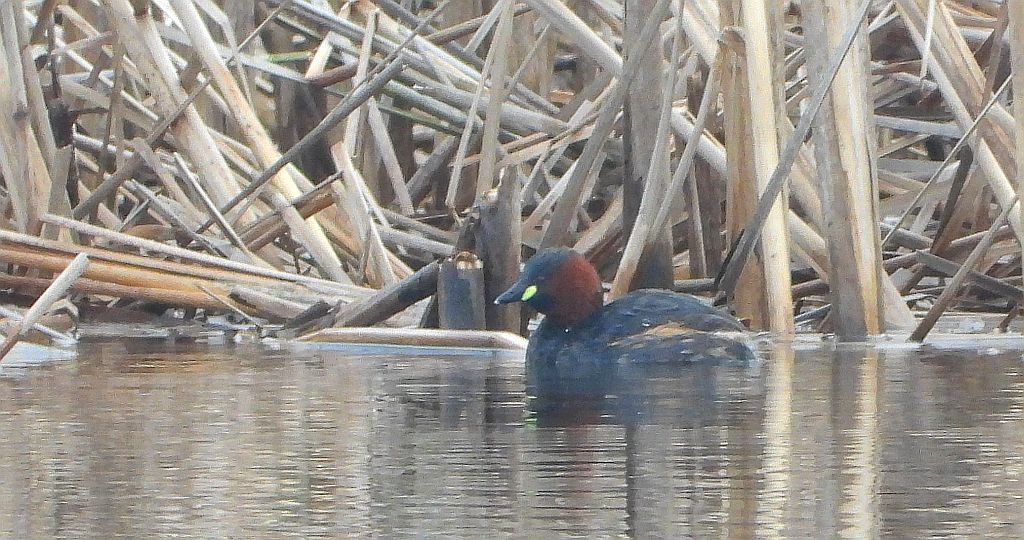 Perkozek zwyczajny, perkozek (Tachybaptus ruficollis)