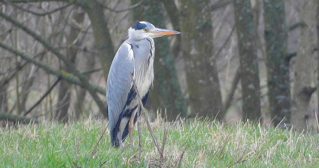 Czapla siwa (Ardea cinerea)