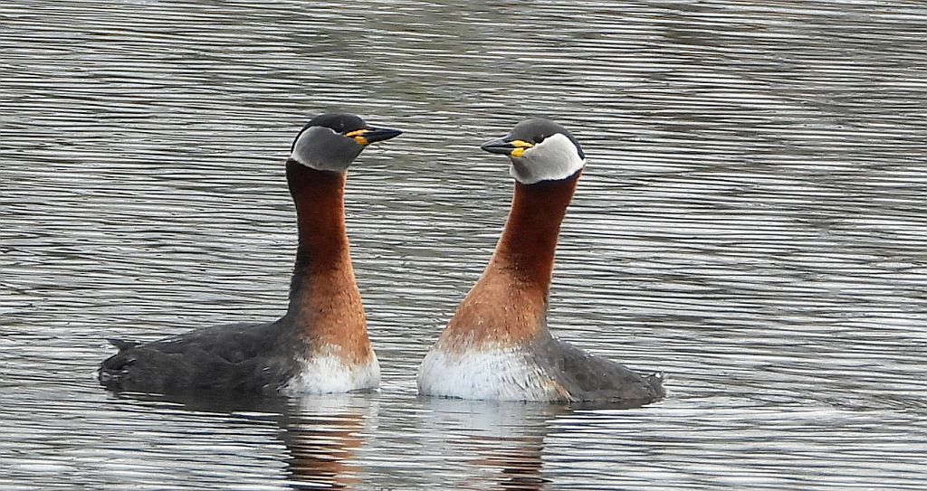 Perkoz rdzawoszyi (Podiceps grisegena)