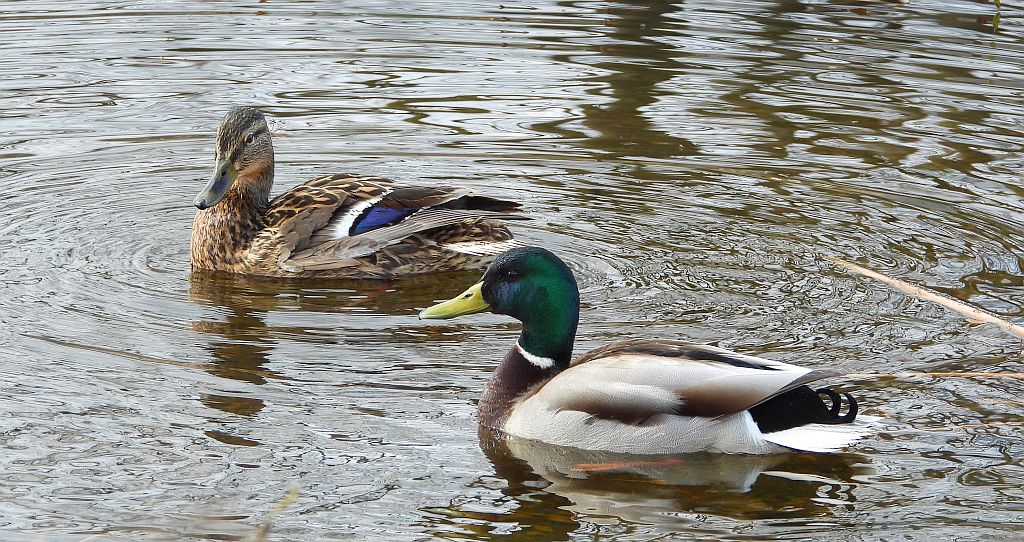 Krzyżówka, kaczka krzyżówka (Anas platyrhynchos)