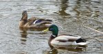 Krzyżówka, kaczka krzyżówka (Anas platyrhynchos)