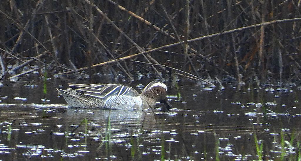 Cyranka zwyczajna, cyranka (Spatula querquedula)