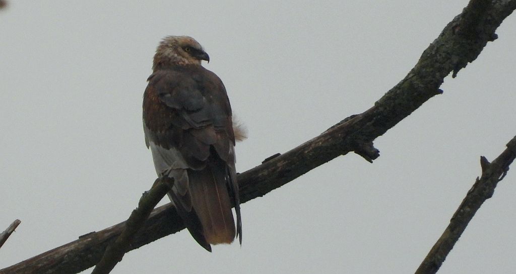 Błotniak stawowy (Circus aeruginosus)
