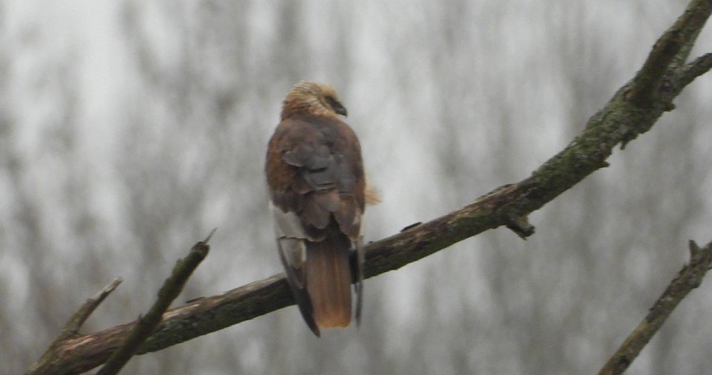 Błotniak stawowy (Circus aeruginosus)