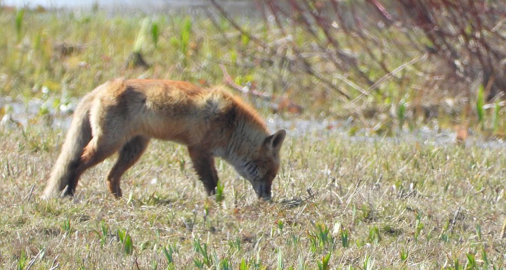 Lis rudy, lis pospolity (Vulpes vulpes)