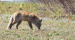 Lis rudy, lis pospolity (Vulpes vulpes)