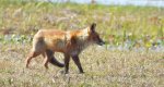 Lis rudy, lis pospolity (Vulpes vulpes)