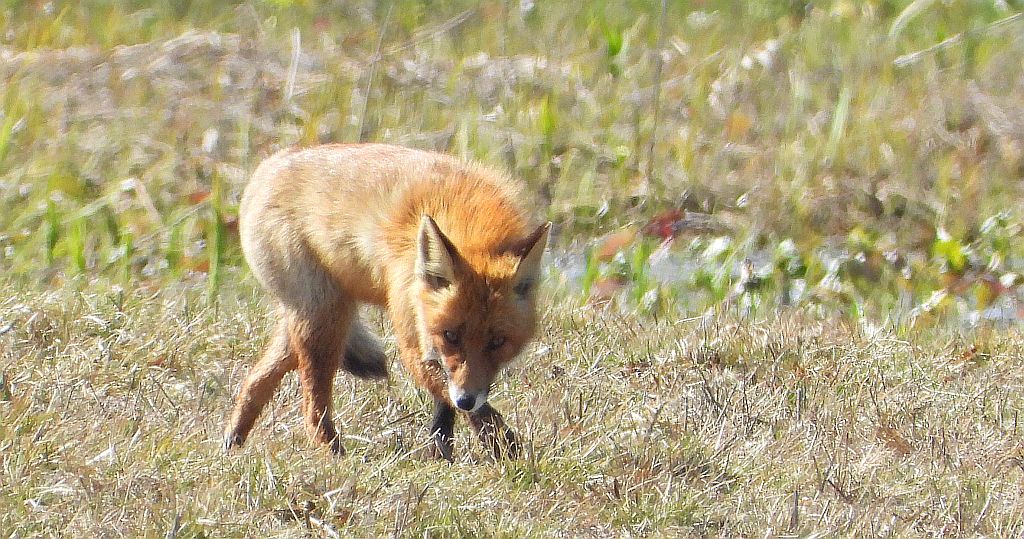 Lis rudy, lis pospolity (Vulpes vulpes)