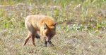 Lis rudy, lis pospolity (Vulpes vulpes)