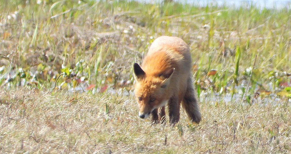 Lis rudy, lis pospolity (Vulpes vulpes)