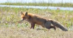 Lis rudy, lis pospolity (Vulpes vulpes)