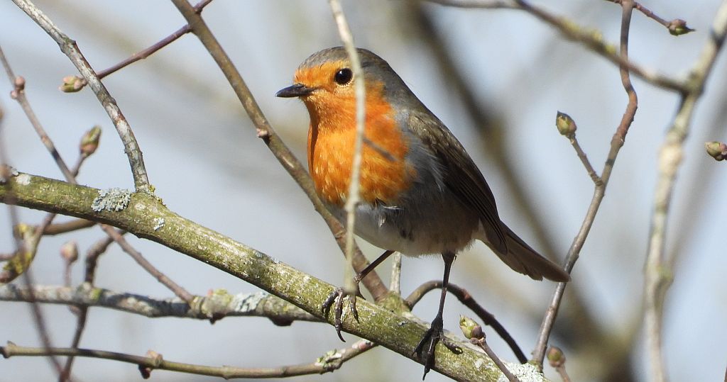 Rudzik, rudzik zwyczajny, raszka (Erithacus rubecula)