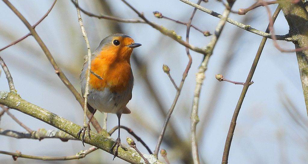 Rudzik, rudzik zwyczajny, raszka (Erithacus rubecula)