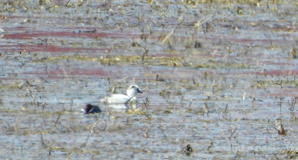 Bielaczek, tracz bielaczek (Mergellus albellus)