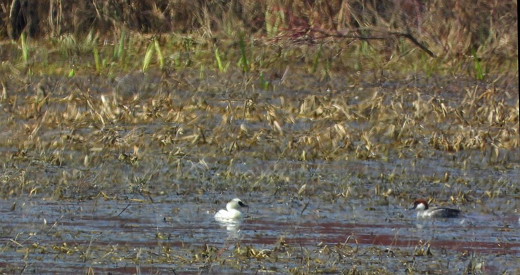 Bielaczek, tracz bielaczek (Mergellus albellus)