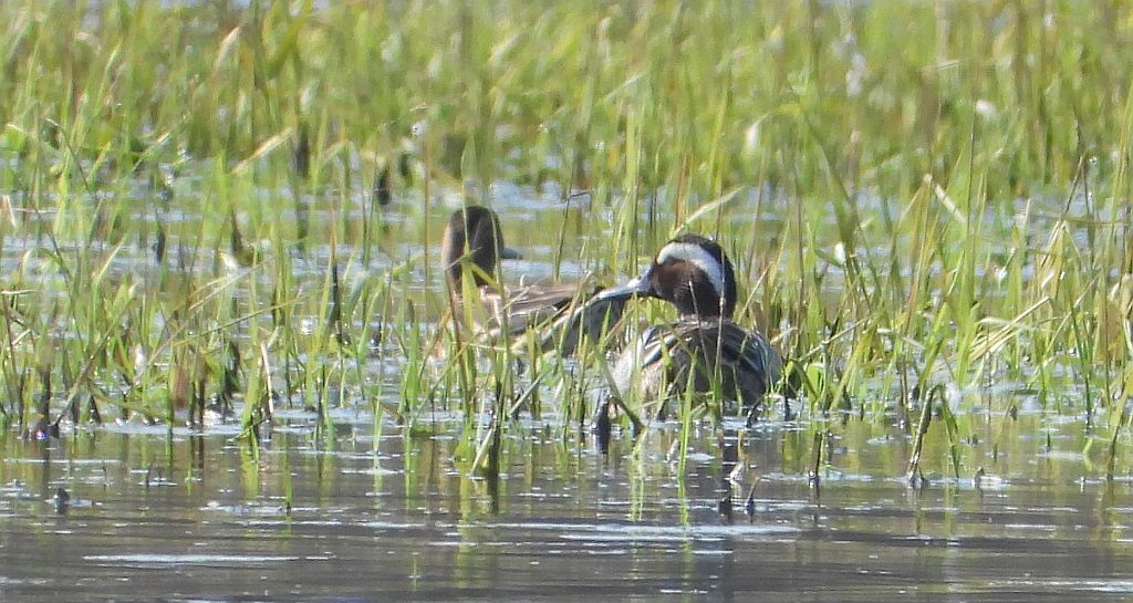 Cyranka zwyczajna, cyranka (Spatula querquedula)