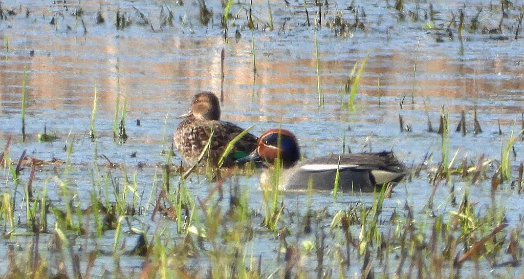 Cyraneczka zwyczajna, cyraneczka (Anas crecca)