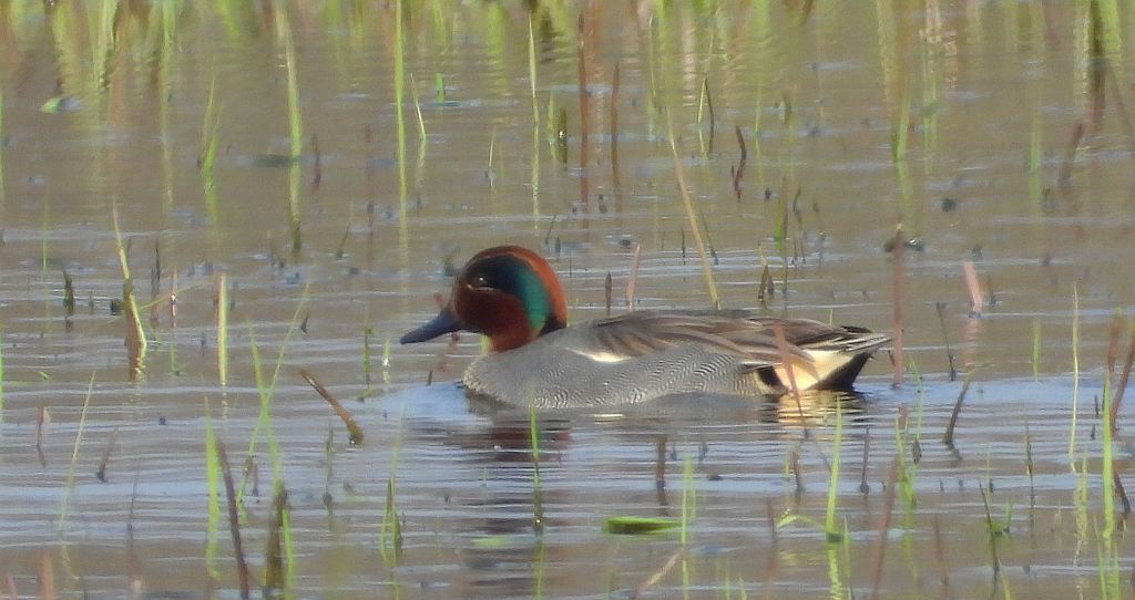 Cyraneczka zwyczajna, cyraneczka (Anas crecca)