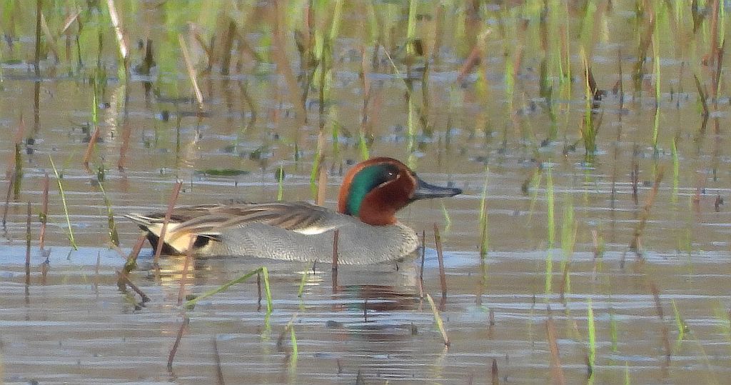 Cyraneczka zwyczajna, cyraneczka (Anas crecca)