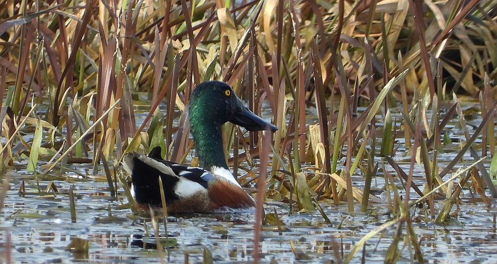 Płaskonos zwyczajny, płaskonos (Spatula clypeata)
