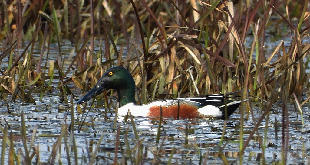 Płaskonos zwyczajny, płaskonos (Spatula clypeata)