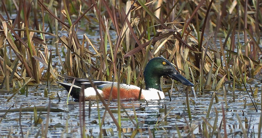 Płaskonos zwyczajny, płaskonos (Spatula clypeata)