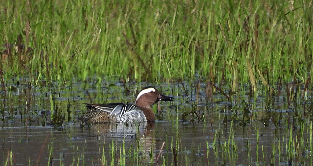 Cyranka zwyczajna, cyranka (Spatula querquedula)