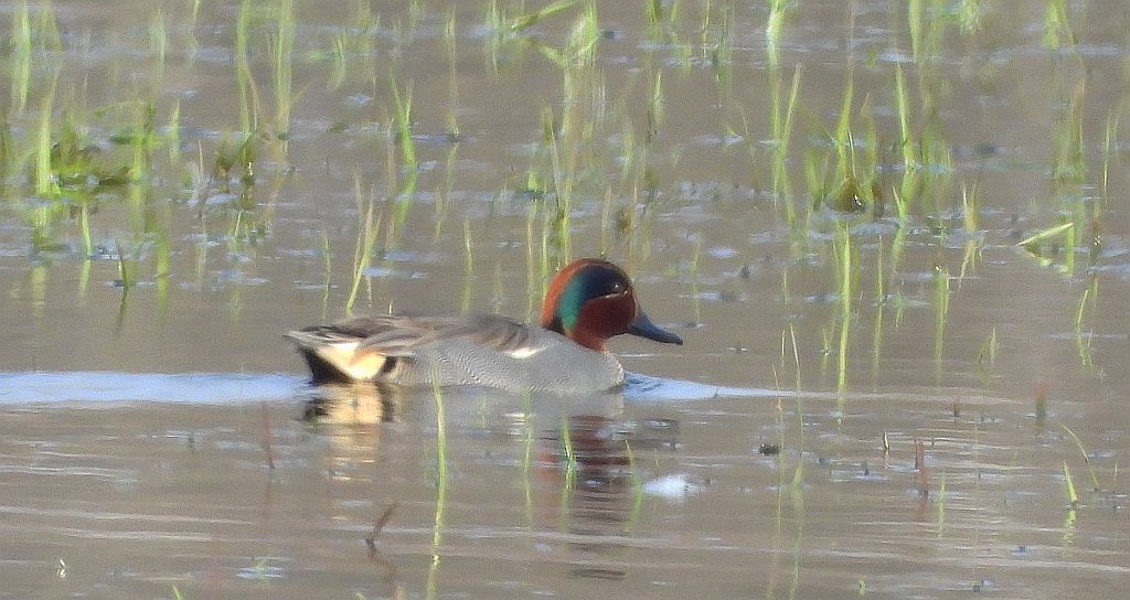 Cyraneczka zwyczajna, cyraneczka (Anas crecca)